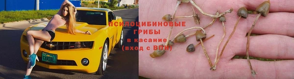 шишки Бородино